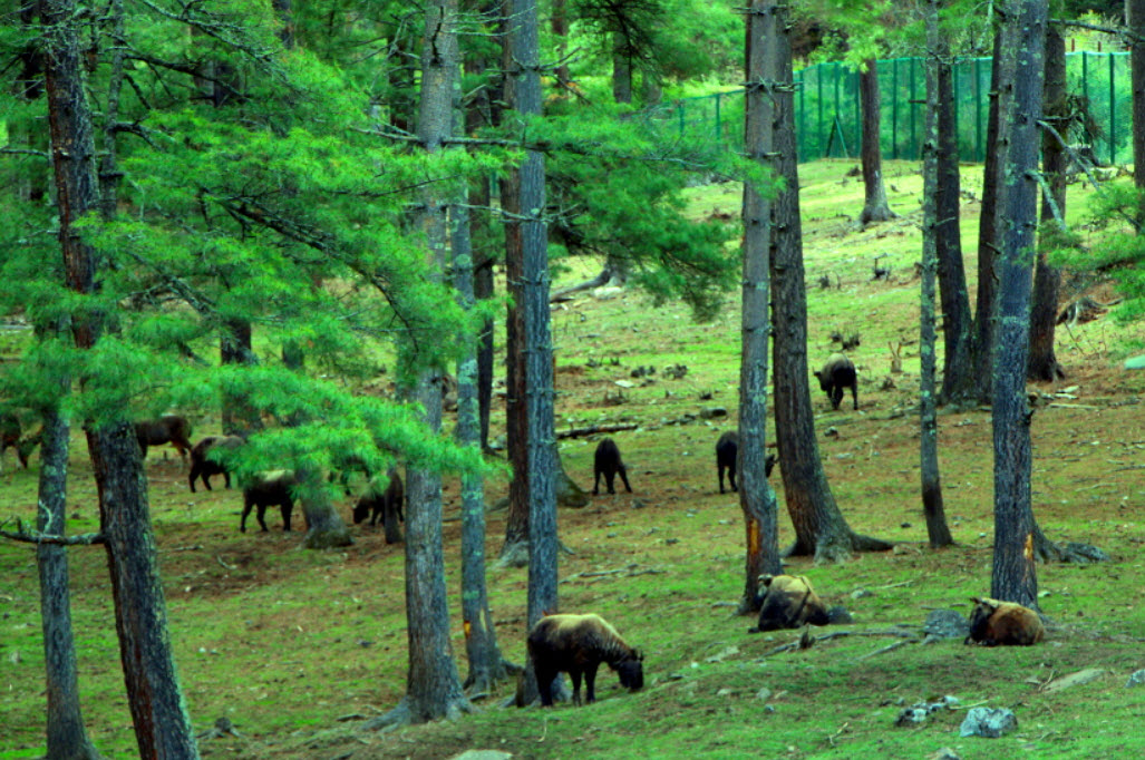 Royal Takin Preserve Motithang, Thimphu, Thimphu District, Bhutan